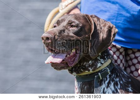 A Setter Adult Dog Living In Beligum
