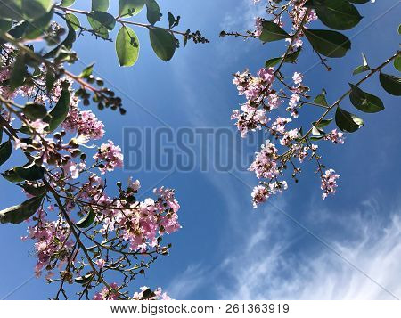 Tabebuia Rosea Is A Pink Flower Neotropical Tree And Blue Sky. Common Name Pink Trumpet Tree, Pink P