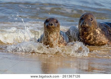 Seals At The Seal Colony On The Beach At Horsey, Norfolk