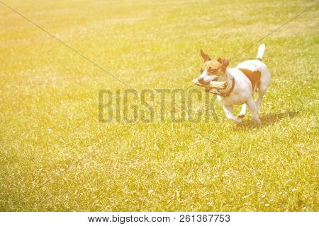 Dog Running With A Stick In The Mouth Is Playing