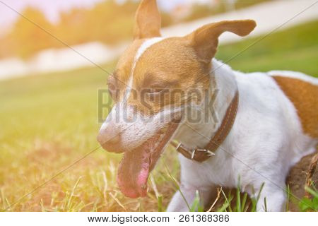 Portrait Of A Dog On The Street Jack Russell Terrier