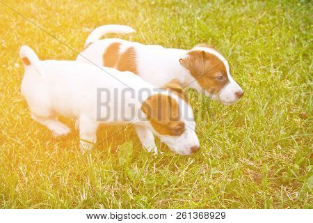 Little Puppys Are Walking And Playing On The Street In The Grass