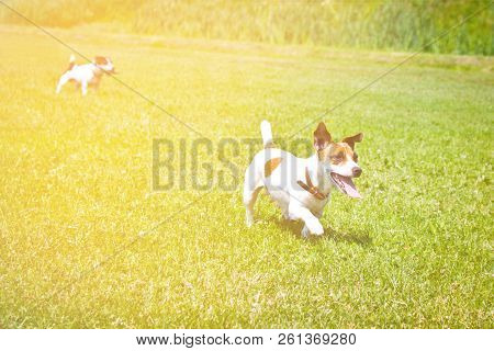 Dog Running With A Stick In The Mouth Is Playing
