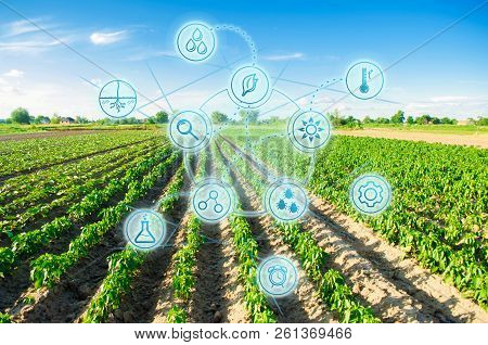 Planted On The Field In A Bright Sunny Day. Agriculture, Agro-industry. Innovations And Technologies