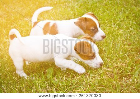 Little Puppys Are Walking And Playing On The Street In The Grass