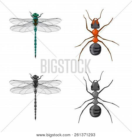 Vector Design Of Insect And Fly Icon. Set Of Insect And Element Vector Icon For Stock.