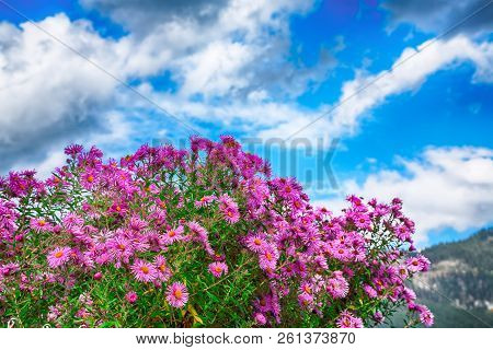 Alpine Pink Chrysanthemus Against Mountaine Near Gosau Village At Autumn Sunny Day. Location: Resort