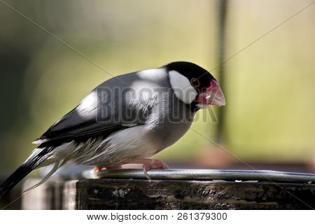 This Is A Side View Of A Java Sparrow