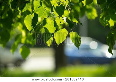 Leaves Of Linden Tree Lit By Sun Shining Through Spring Summer Background. Selective Focus Macro Sho