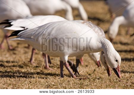 A nyáj a liba etetés-Goose_013108_0018Er1