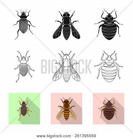 Vector Design Of Insect And Fly Icon. Set Of Insect And Element Vector Icon For Stock.