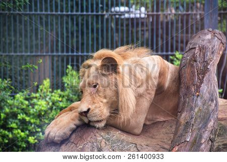 A Sick Lion And Starving Lion In Zoo