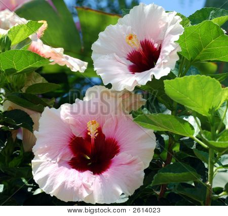 鲜花吐露芬芳