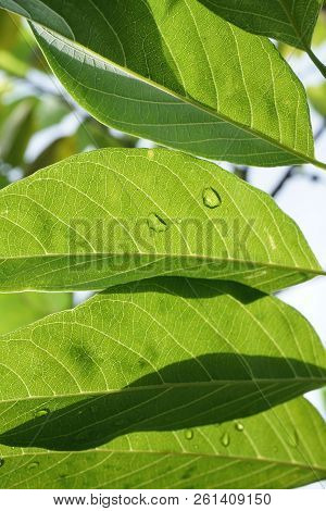 Fresh Green Annona Squamosa Leaves In Nature Garden