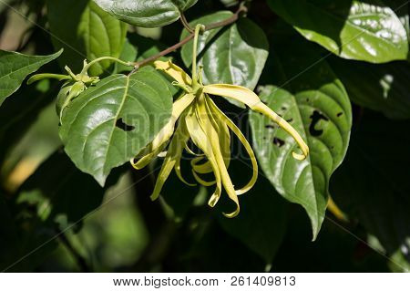Yellow Desmos Chinensis Flower