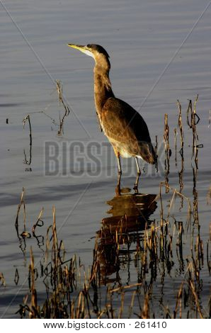 Great Blue Heron