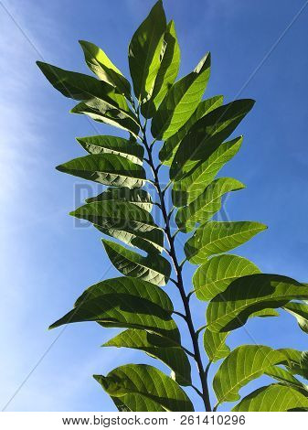 Fresh Green Annona Squamosa Leaves In Nature Garden