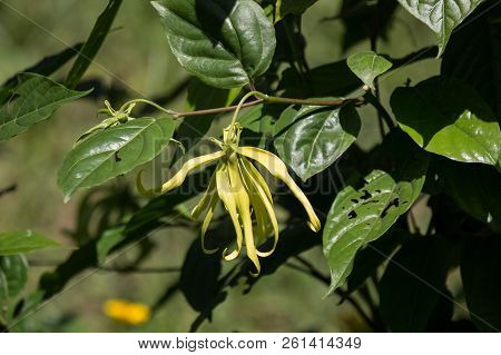 Yellow Desmos Chinensis Flower