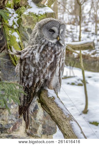 A Great Grey Owl At Winter Time