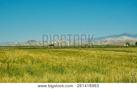 Naryn River Valley
