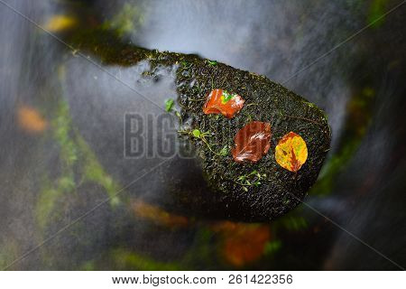 Colorful Beeches And Aspen Leaves On Mossy Stone In Fall Mountain Stream. Cold Water Blurred By Long