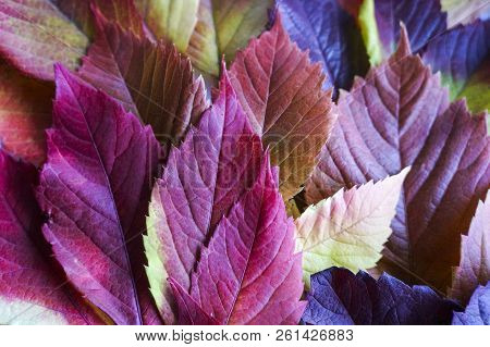 Autumn Leaves. Colorful Autumn Leaves Of Wild Grapes. Autumn Time. Autumn Wallpaper. Autumn Backgrou