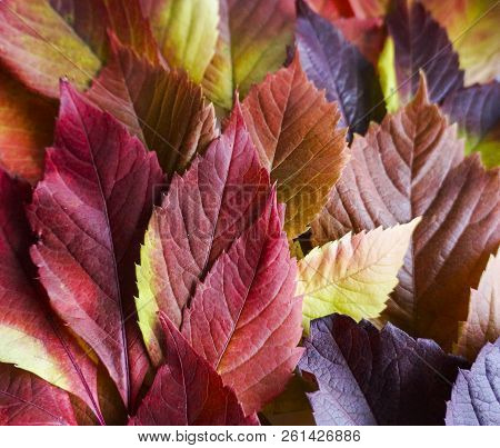 Autumn Leaves. Colorful Autumn Leaves Of Wild Grapes. Autumn Time. Autumn Wallpaper. Autumn Backgrou