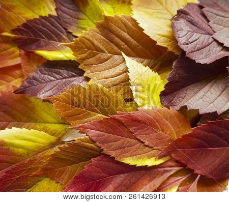 Autumn Leaves. Colorful Autumn Leaves Of Wild Grapes. Autumn Time. Autumn Wallpaper. Autumn Backgrou