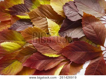 Autumn Leaves. Colorful Autumn Leaves Of Wild Grapes. Autumn Time. Autumn Wallpaper. Autumn Backgrou
