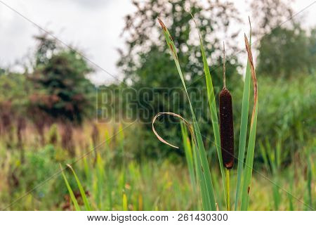 Ripe Female Flower Spike Of A Broadleaf Cattail Or Typha Latifolia Plant Growing In A Marshy Dutch N