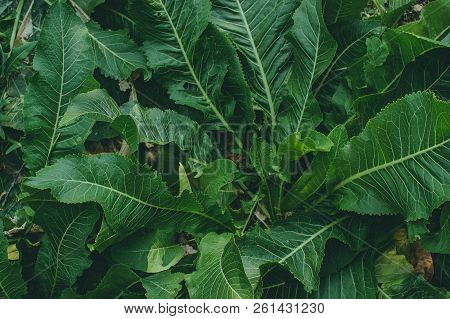 Green Leaves Of Horseradish In The Garden, Harvest Agriculture