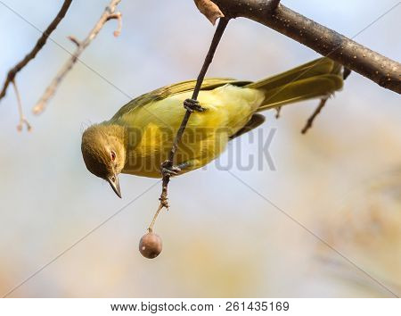 Yellow Bellied Greenbul