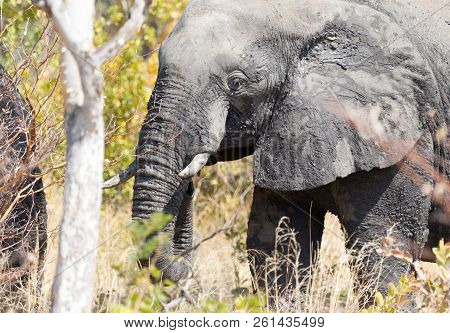 African Elephant (loxodonta Africana)