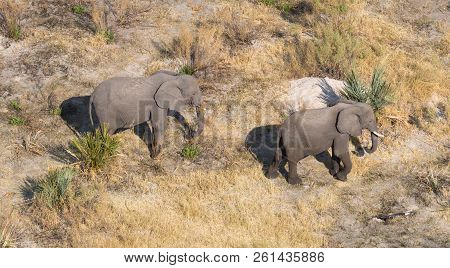 Elephants In The Okavango Delta (botswana)