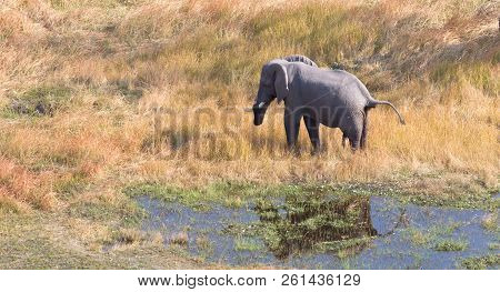 Elephant In The Okavango Delta (botswana)