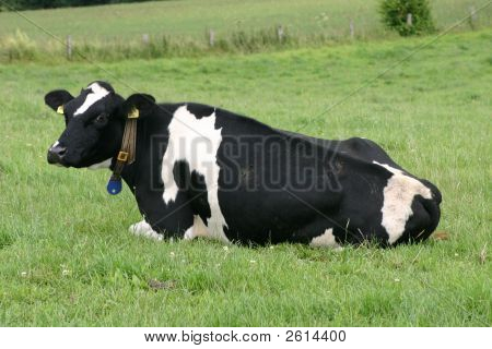 İnek