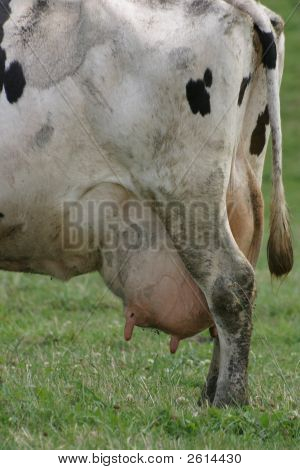Milch factory