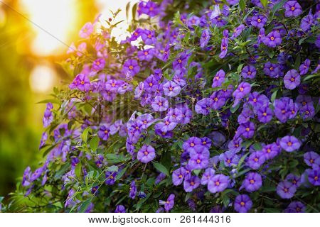 Blooming Tree Blue Potato Bush