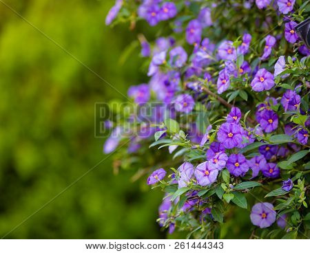 Blooming Tree Blue Potato Bush