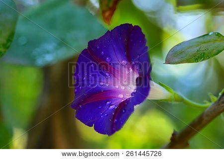 Blue Flower Of Morning-glory (ipomoea) With Drops Of Rain