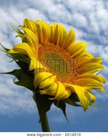 Floareasoarelui5