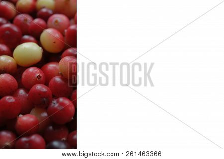 Cranberry red berry.
A lot of cranberries. Autumn harvest of vitamins. Card, photophone, background.