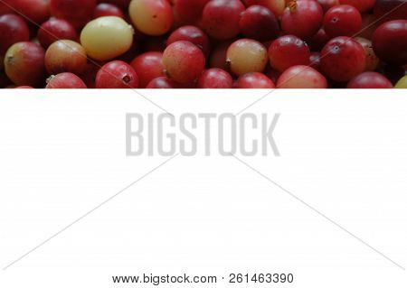 Cranberry red berry.
A lot of cranberries. Autumn harvest of vitamins. Card, photophone, background.