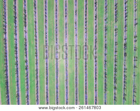Straight Down Vertical View Of Blackberry Farm In Texas, America
