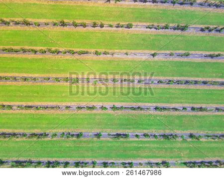 Straight Down Vertical View Of Blackberry Farm In Texas, America