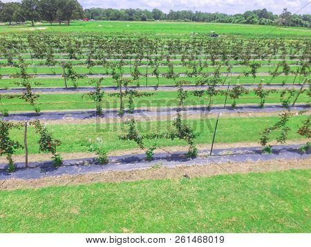 Top View Blackberry Farm At Summertime In Texas, America