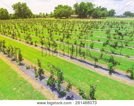 Top View Blackberry Farm At Summertime In Texas, America