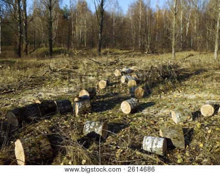 Brennholz