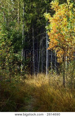 Autumn Forest