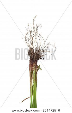 The Roots Of A Nutsedge Weed With Dirt. The Stem And Its Roots Of The Grass Are On A White Backgroun